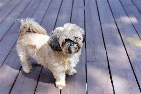 12 Best Low Energy Small Dogs