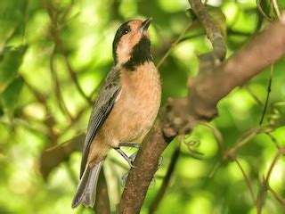 Iriomote Tit - eBird