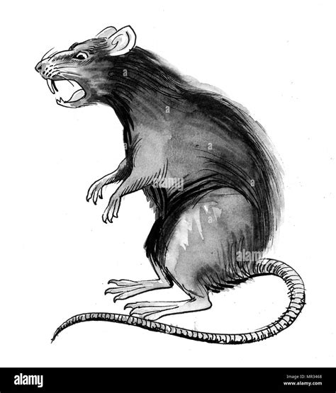 Rat Drawing Stock Photos & Rat Drawing Stock Images - Alamy