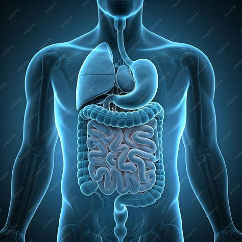 A drawing of a stomach and intestines illustration of digestive system diagram anatomy of human ...