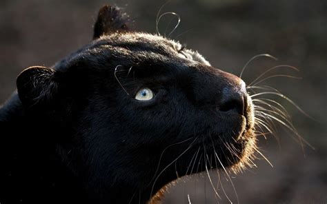 Black Jaguar Wallpapers - Wallpaper Cave