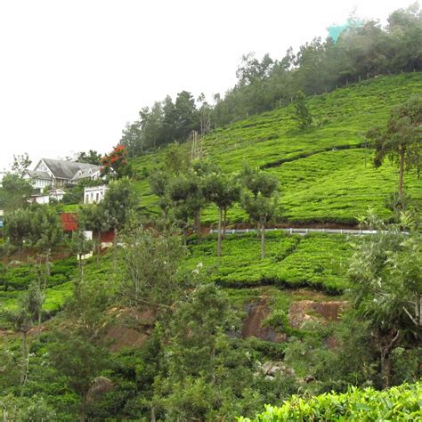 TRANQUILITEA GOURMET NILGIRI TEAS (Updated 2026) All You Need to Know ...