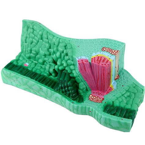 Buy Leaf Structure Model Anatomical Model, PVC Material Used for ...