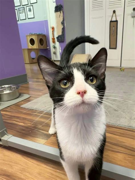 Michigan: KZoo Cat Cafe – That Cat Life