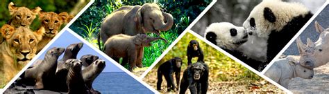 Wildlife 的图像结果