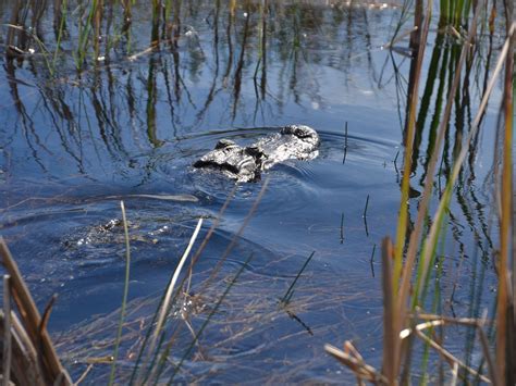 OSCEOLA AIRBOAT RIDES (2026) All You Need to Know BEFORE You Go (with ...