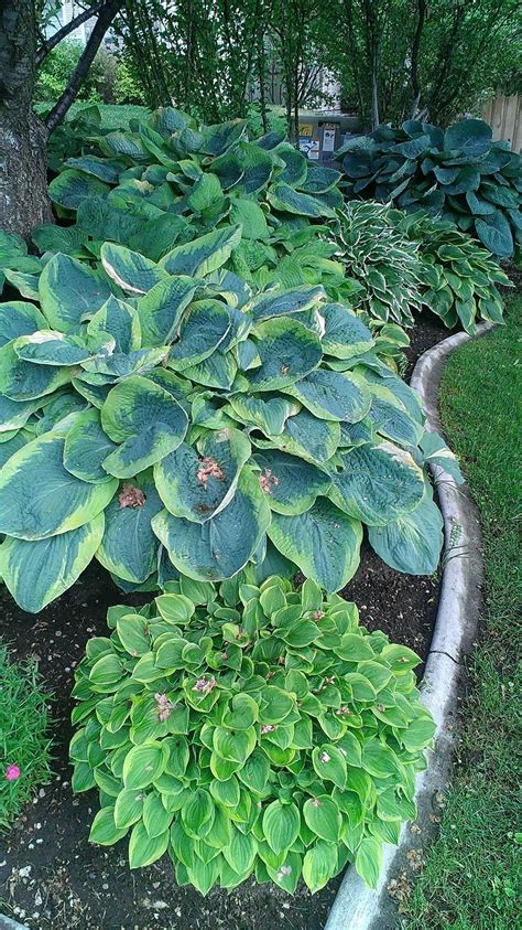 Hosta gardens, Shade garden, Garden design