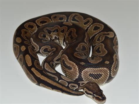 Brown Ball Python 的图像结果
