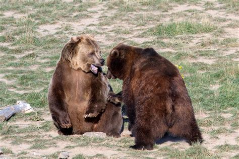 Predators Of Grizzly Bears