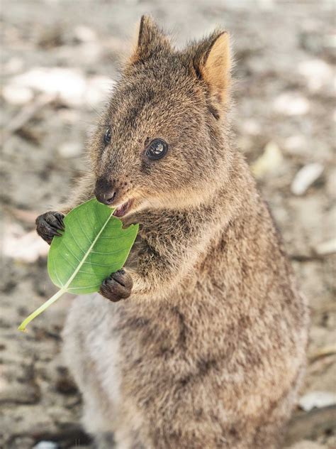 Quokka Facts Information And Pictures Cute Animals