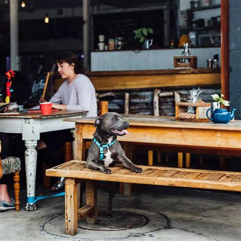9 Pet-Friendly Cafes on the Sunshine Coast | Queensland