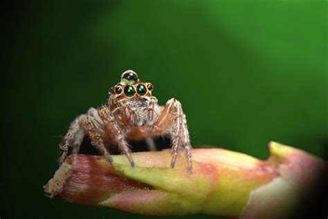 为什么蜘蛛网上粘着的小虫子都是空壳的？_酷知经验网