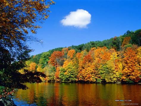 秋天大树与满地树叶摄影高清图片_大图网图片素材