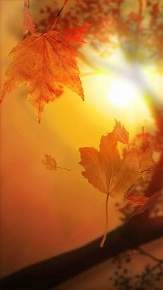 Iphone Yellow Fall Wallpaper by 50 Iphone 6 Autumn Wallpaper On Wallpapersafari Iphone Yellow Fall Wallpaper
