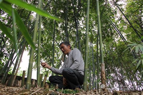 竹鄉安吉報福鎮石嶺村又進入了砍毛竹的季節 - 每日頭條