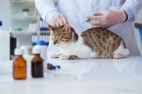 被自家养的猫咪挠伤咬伤需要打狂犬疫苗吗？ - 知乎