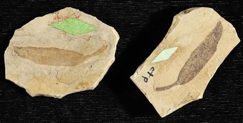 Alien Fossils 的图像结果