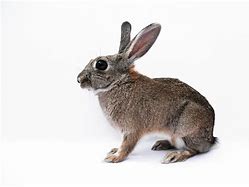 Image result for Springboig Bunnies