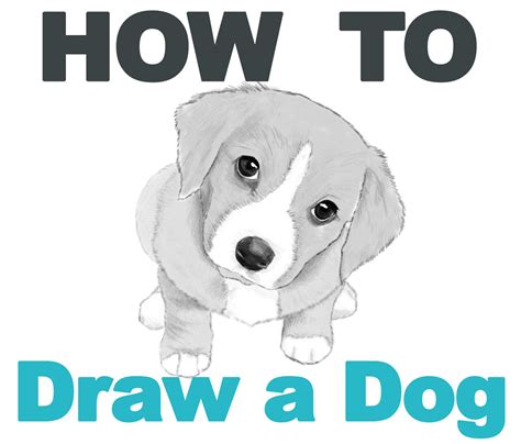 Realistic Dog Drawing Tutorial 的图像结果