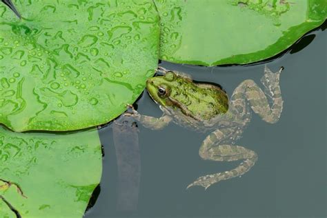 6 Essential Steps to Creating Frog Ponds in Your Yard - FarmstandApp