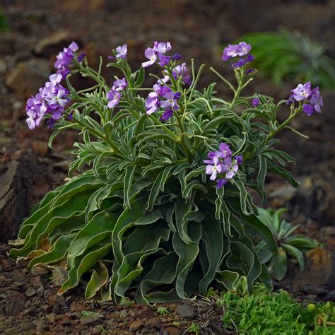 Matthiola incana » Vendita Piante Online
