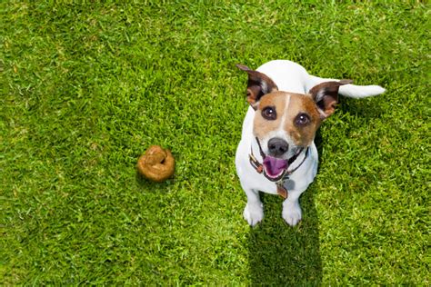 Yellow Dog Poop: 7 Possible Reasons, And How To Help