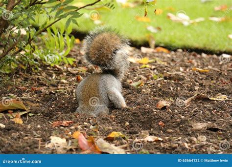 Do Squirrels Bury Acorns at Evelyn Ayala blog