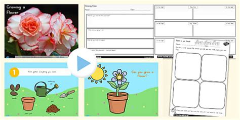 Growing a Flower Task Setter Activity PowerPoint with Worksheet