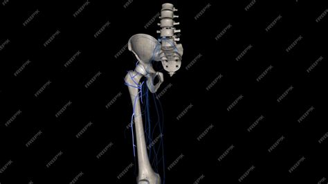 Premium Photo | Lateral circumflex femoral artery