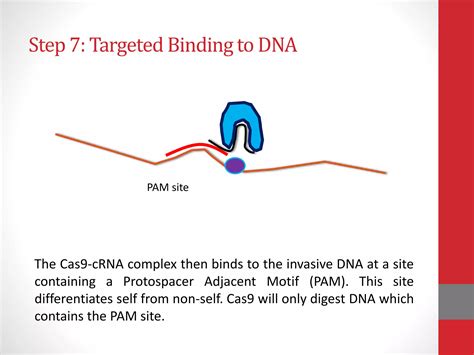 Image result for CRISPR Tutorial