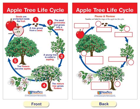 Tree Life Cycle 的图像结果