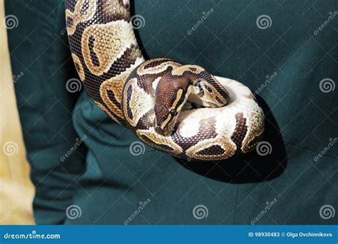 Image result for Python around Neck