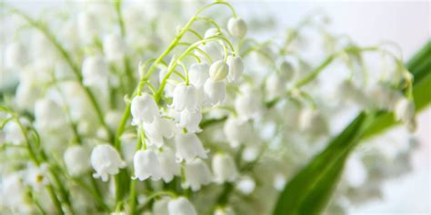 Lily Of The Valley Symbolism May's Birth Flower | Lily Of The Valley