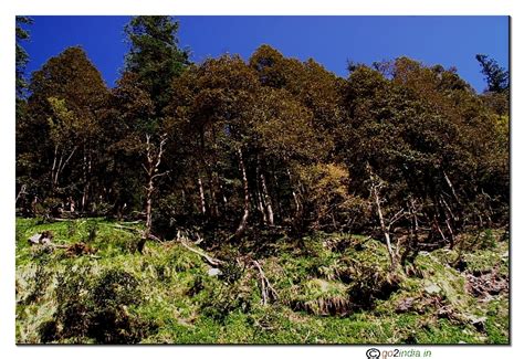 go2india.in : Green forest on the way