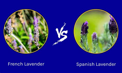 French Vs English Lavender