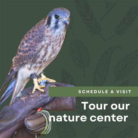 Chintimini Wildlife Center - Chintimini Wildlife Center