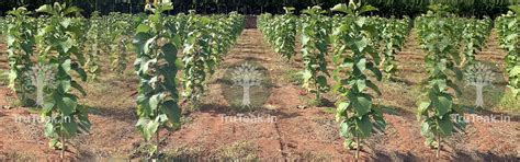 Tissue Culture Teak Plants - Tissue Culture Burma Teak Plants - TruTeak