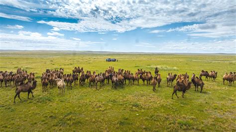 Understanding Gobi Desert Temp: Weather and Climate Insights - Offroad ...