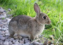 Image result for Bunny Rabbit Animal