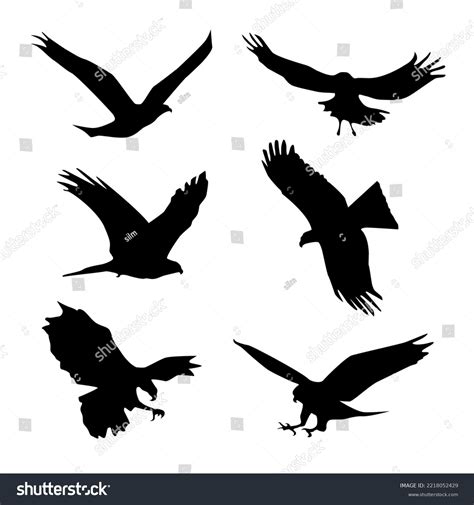 Vector Collection Silhouettes Birds Prey Set Stock Vector (Royalty Free) 2218052429 | Shutterstock