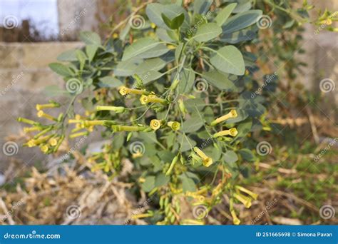 Nicotiana glauca in bloom stock photo. Image of blooming - 251665698