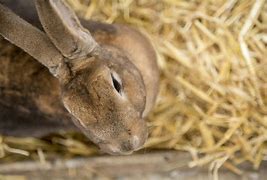 Image result for Found Baby Rabbit