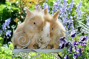 Image result for Icky Bunny Wall Art