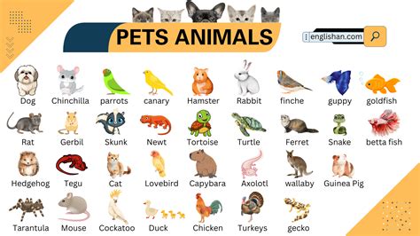 Rodent Pets Types List