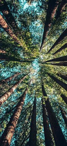Tree Wallpaper Iphone 11 by Trees Wallpaper For Iphone 11 Pro Max X 8 7 6 Free Tree Wallpaper Iphone 11