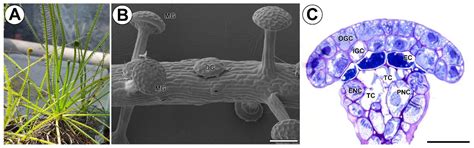 Differences in the Occurrence of Cell Wall Components between Distinct ...