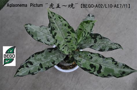 久々の虎の王！！Aglaonema Pictum "虎王～暁"【BEGO-A02/L10-AE7/f1】 | BEGOSELECT