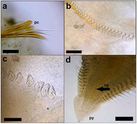 First Record of the Alien and Invasive Polychaete Laonome triangularis ...