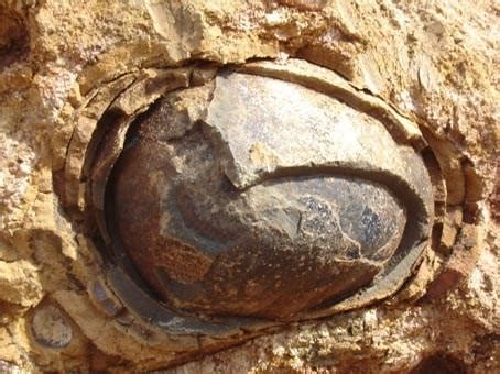 河源闹市掘出43枚恐龙蛋化石 保存完整的有19枚_广东滚动_南方网