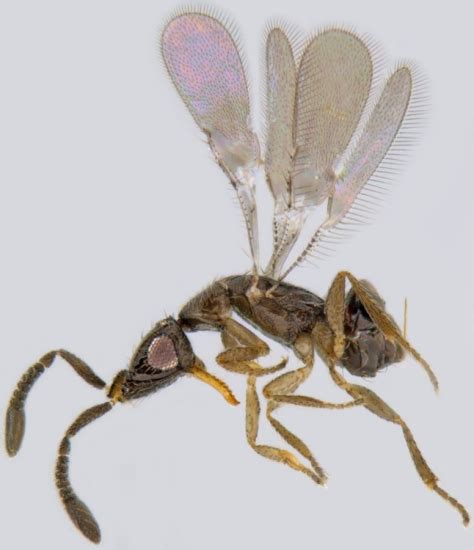 Eubroncus Yoshimoto et al.